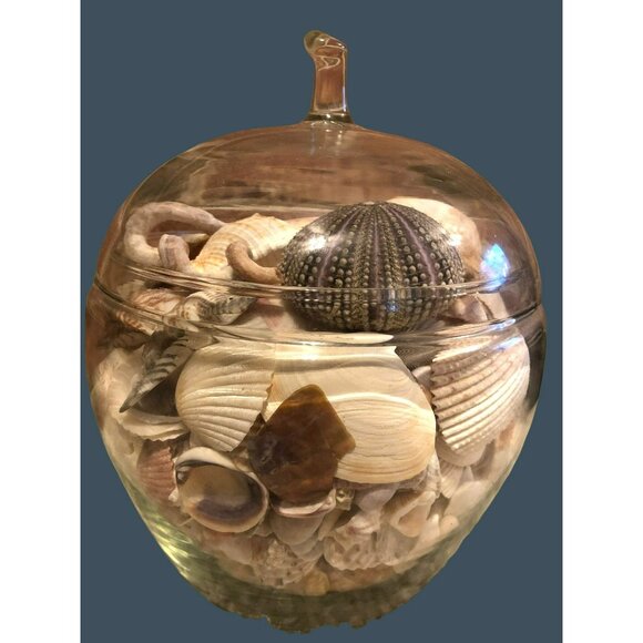 Seashells Hermit Cockill Spiral Porcupine Shells Tube Worm Fossil Coral in clear - Picture 5 of 6